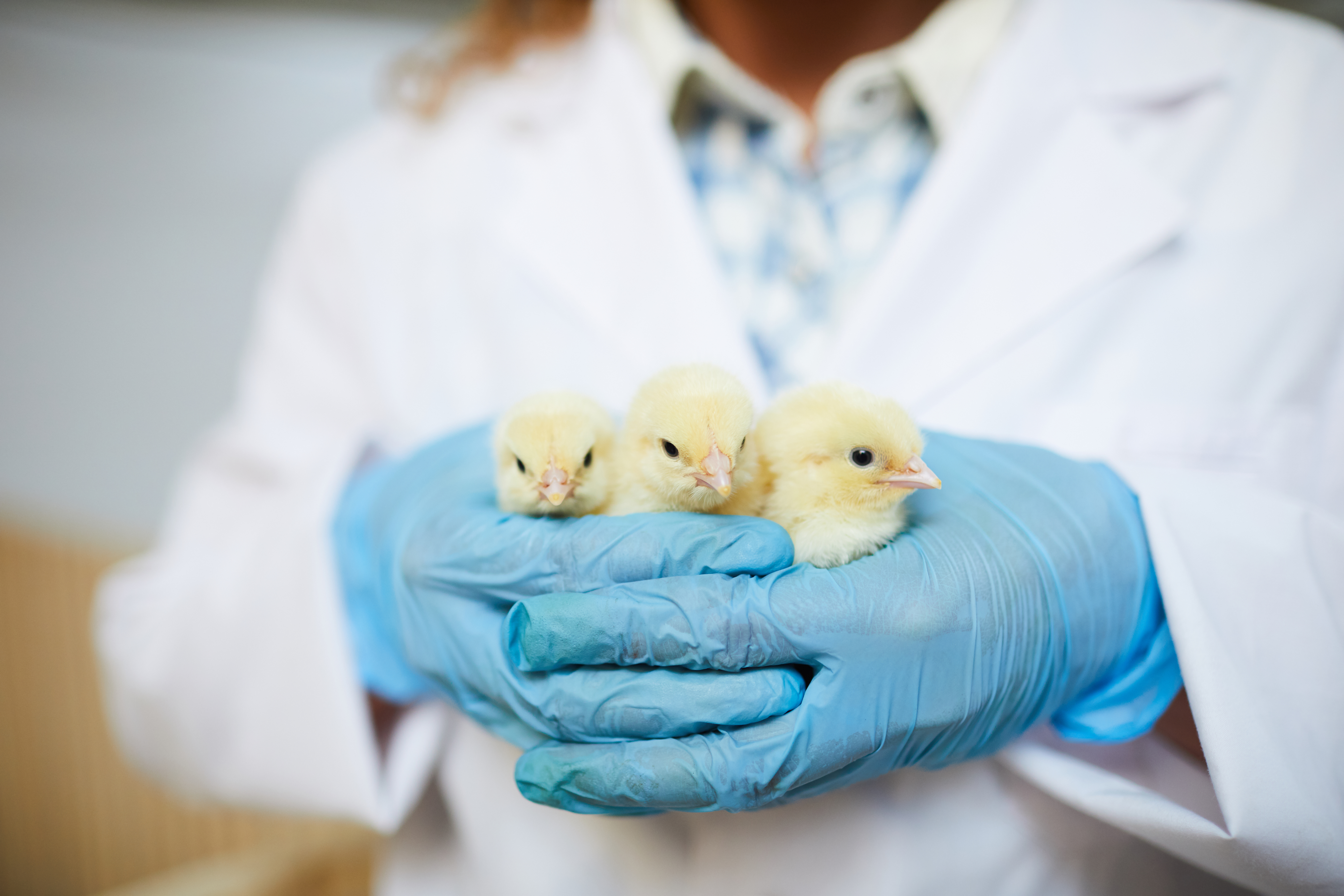 Chicks in hands